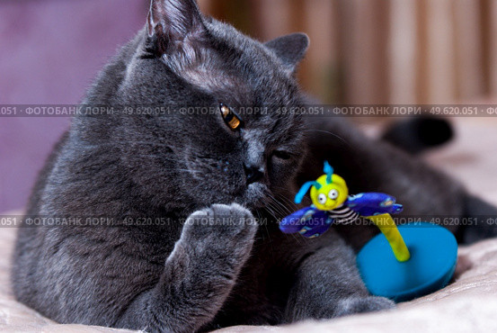 a gray cat of British or Scottish breed lies on the bed in the light from the window. Стоковое фото, агентство Ingram Publishing / Фотобанк Лори