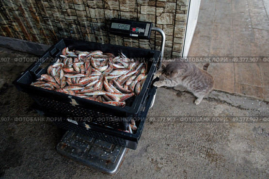 A gray cat steals fish from boxes of freshly caught red mullet standing on scales. Стоковое фото, фотограф Екатерина Лызлова / Фотобанк Лори