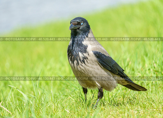 A gray crow, Corvus corone cornix, stands in the grass by the water. A crow in the green grass. Стоковое фото, фотограф Руслан Лесков / Фотобанк Лори
