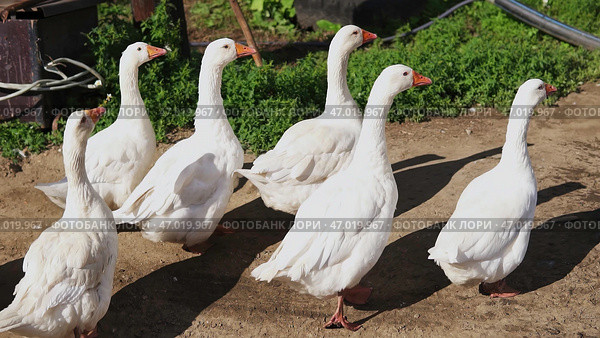 A group of cheerful White Geese is happily enjoying a lovely sunny day in the countryside. Стоковое фото, фотограф David Kashakhi / Фотобанк Лори