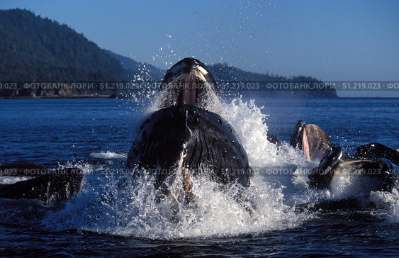 A group of humpback whale feeding from a bubble net in Southeast Alaska. VW Pics/Stocktrek Images/TASS. Стоковое фото, агентство ТАСС / Фотобанк Лори