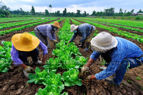 A group of men are working in a field of lettuce. Стоковое AI-изображение, AI-художник Ярославский Максим / Фотобанк Лори