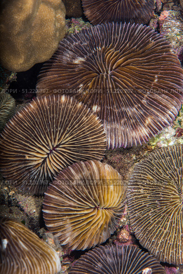 A group of plate corals lies on a reef in Anilao, Philippines. Brook Peterson/Stocktrek Images/TASS. Стоковое фото, агентство ТАСС / Фотобанк Лори