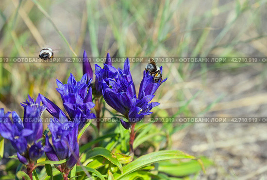 A honey bee collects nectar on the blue flowers of wild Gentiana grandiflora on the coast of Lake Baikal on a sunny summer day. The second bee flies in search of nectar over highland meadow. Стоковое фото, фотограф Виктория Катьянова / Фотобанк Лори