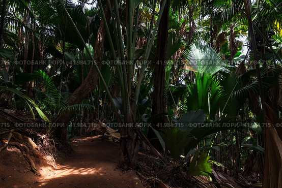 A lane goes through the dark palm forest, Seychelles (2023 год). Стоковое фото, фотограф EugeneSergeev / Фотобанк Лори