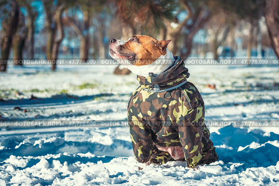 a large adult pit Bull terrier dog dressed in a camouflage jacket smiling at the sun in winter. Стоковое фото, фотограф Артем Курутин / Фотобанк Лори