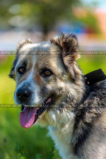 A large dog with a kind and attentive expression on its face. Its fur is of medium length, thick, and tricolor: gray and white with black spots. The dog has erect ears with soft tips, expressive dark eyes, and a slightly protruding tongue - it has probably just been walking or playing. The dog is standing against a background of green grass and trees, illuminated by bright sunlight. The atmosphere of the frame is warm, summery, filled with life and nature. The animal looks healthy, cheerful, and friendly. Стоковое фото, фотограф Анна Кривицкая / Фотобанк Лори
