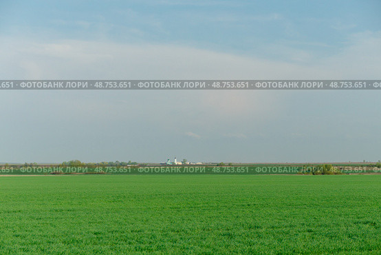 A large field of green grass with a few trees in the background. Стоковое фото, фотограф Надежда Кап / Фотобанк Лори