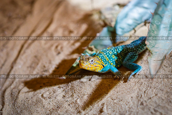 A large lizard monitor lizard crawls on a log. Стоковое фото, фотограф Юрий Поздников / Фотобанк Лори