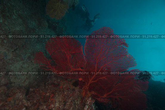 A large red gorgonian sea fan, Beqa Lagoon, Fiji. Terry Moore/Stocktrek Images/TASS. Стоковое фото, агентство ТАСС / Фотобанк Лори