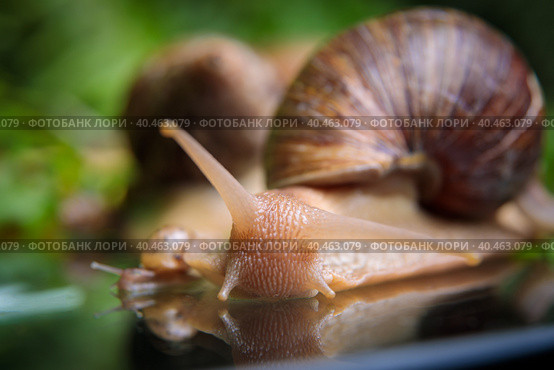 A large white snail crawls across the glass table, wiggling its antennae. Стоковое фото, фотограф Юрий Поздников / Фотобанк Лори