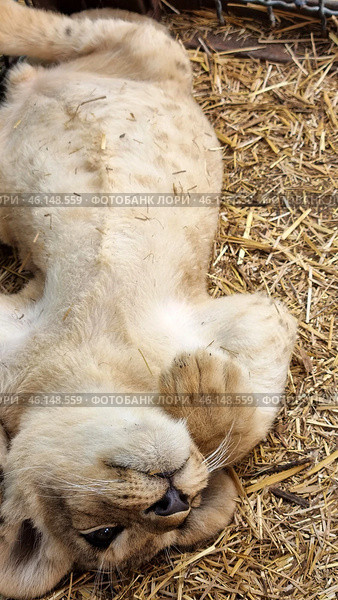 A lion cub lying on its back on a bed of straw. It looks relaxed, its paws are raised and its muzzle is turned towards the camera. The baby has light fur, black paw pads and expressive eyes. It is clear that it feels comfortable in its environment. Judging by the setting, this is a petting zoo or a special area for interacting with predators in the Taigan Lion Park. Стоковое фото, фотограф Анна Кривицкая / Фотобанк Лори