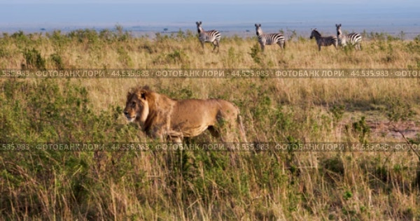 A lion walks across the African savannah, with a herd of zebras in the background. Лев идёт по по африканской саванне на фоне стада зебр. Стоковое видео, видеограф Валерий Тесаков / Фотобанк Лори