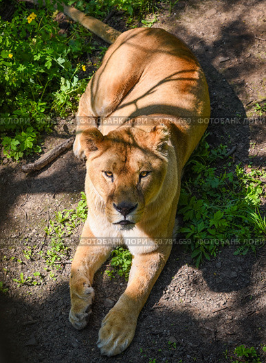 A lioness lies on sunlit ground surrounded by greenery in Primorsky Krai, Russian Far East. Her gaze is calm and intense under patches of light and shadow. Стоковое фото, фотограф Татьяна Терехина / Фотобанк Лори