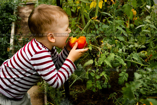 A little boy eating a ripe tomato and enjoying a delicious harvest of organic red tomatoes in home gardening, vegetable production. Tomato cultivation, autumn harvest. Стоковое фото, фотограф Подгорная Юлия / Фотобанк Лори