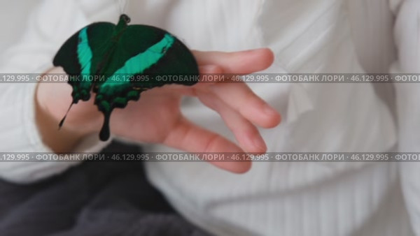 A little girl holds a tropical neon butterfly on her arm. The concept of creativity, the exploration of the living world. The life of tropical butterflies at home. Стоковое видео, видеограф Терехова Марина / Фотобанк Лори