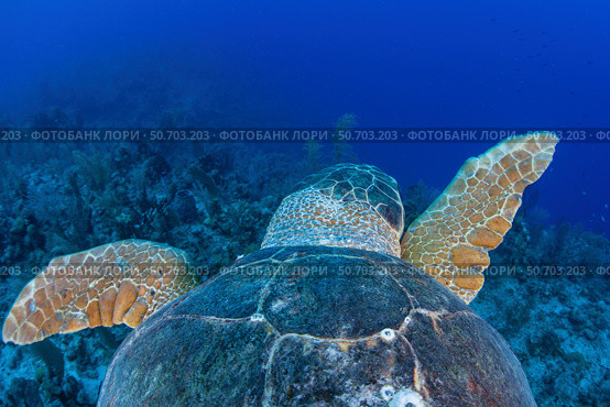 A loggerhead sea turtle swimming in Turneffe Atoll, Belize. Стоковое фото, фотограф Ethan Daniels/Stocktrek Images / ТАСС / Фотобанк Лори