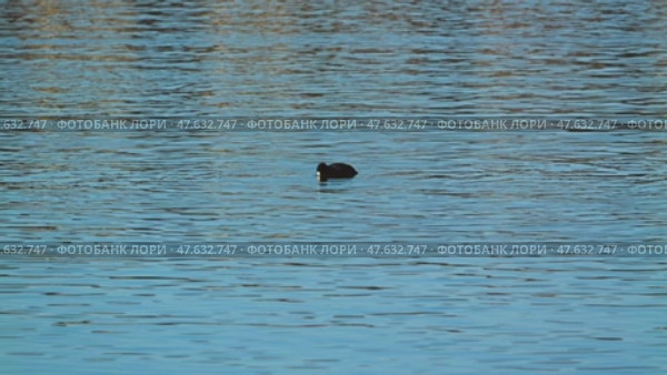 A lone black coot eats algae lifted from the bottom of the lake. The serene scene epitomizes peace and natural beauty. Стоковое видео, видеограф Воловодов Владимир / Фотобанк Лори