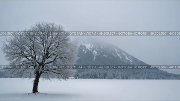 A lone tree stands in a snowy landscape, with a mist-shrouded mountain in the background. Strong stormy wind movies clouds of frozen fog. Стоковое AI-видео, аниматор Sergey Grishin / Фотобанк Лори