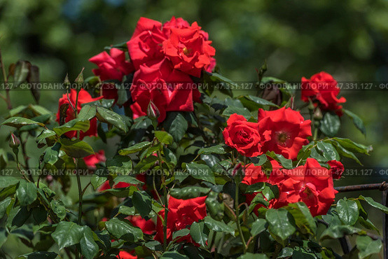 A lush bush of scarlet roses, bathed in sunlight. The flowers are bright, rich, with large petals, partially open. Some buds are just getting ready to bloom. Green glossy leaves create a contrast to the bright red petals, emphasizing the expressiveness of the flowering bush. The scene is full of vitality and summer warmth, conveying the mood of a blooming garden in full bloom. Стоковое фото, фотограф Анна Кривицкая / Фотобанк Лори