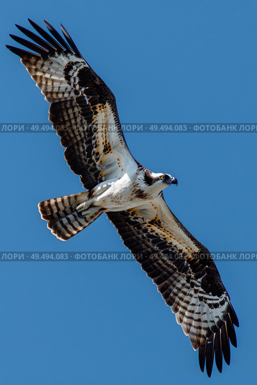 A majestic bird flies through a clear blue sky, wings spread wide as it glides effortlessly. Стоковое AI-изображение, AI-художник Данила Большаков / Фотобанк Лори