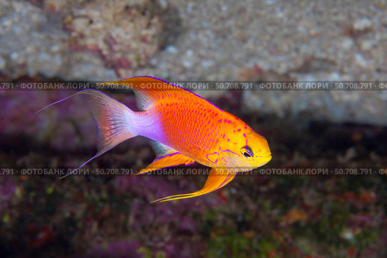 A male fairy anthias, Pseudanthias hawaiiensis, endemic to Hawaii. Стоковое фото, фотограф David Fleetham/Stocktrek Images / ТАСС / Фотобанк Лори