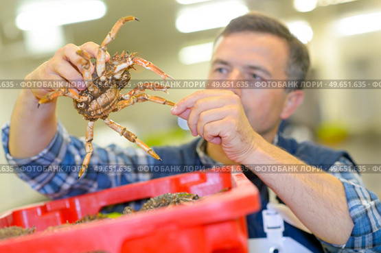 a man is sorting out the crabs. Стоковое фото, агентство Ingram Publishing / Фотобанк Лори