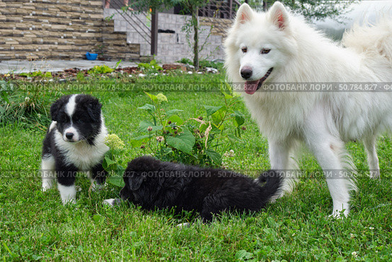 A mother dog and her puppies are sitting on the grass in the garden. Стоковое фото, фотограф Сергей Пристяжнюк (Serg Zastavkin) / Фотобанк Лори