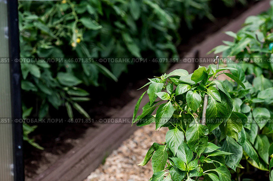 A new greenhouse made of polyethylene and polycarbonate with new beds made of wood-polymer composite with pepper seedlings. Gardening season. Greenhouses on a country plot. Стоковое фото, фотограф Photojuli / Фотобанк Лори