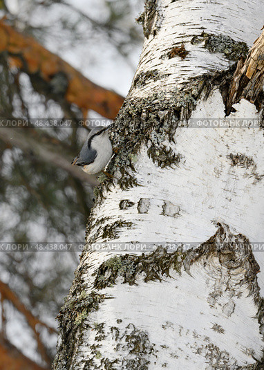 A nuthatch bird on a birch tree trunk in winter. Стоковое фото, фотограф Сергей Фролов / Фотобанк Лори