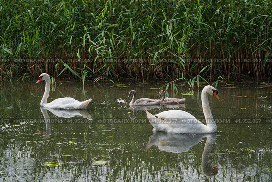 A pair of swans with two baby swans in a small pond on a summer day, Curonian Lagoon, Kaliningrad region, Russia. Стоковое фото, фотограф Ula Ulachka / Фотобанк Лори