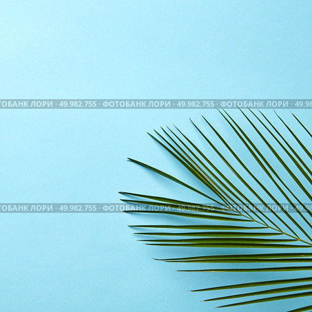 A palm leaf. Creative natural layout from a green palm leaf on a blue background with space for text. Flat lay. Green palm leaf on a blue background with copy space. Natural layout. Flat lay. Стоковое фото, агентство Ingram Publishing / Фотобанк Лори