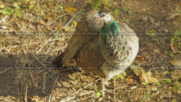 A peahen, with characteristic dull plumage, brushing feathers on the forest floor, and looking around. Close-up. Стоковое видео, видеограф Воловодов Владимир / Фотобанк Лори
