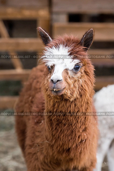 A picturesque scene, a brown llama in a pen. The concept of animal husbandry and rural life. Portrait of a smiling lama in the fresh air. Close-up. A pet on a private eco-farm. Agricultural industry. Стоковое фото, фотограф Photojuli / Фотобанк Лори