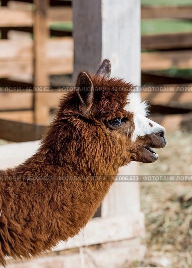 A picturesque scene, a brown llama in a pen. The concept of animal husbandry and rural life. Portrait of a smiling lama in the fresh air. Close-up. A pet on a private eco-farm. Agricultural industry. Стоковое фото, фотограф Photojuli / Фотобанк Лори
