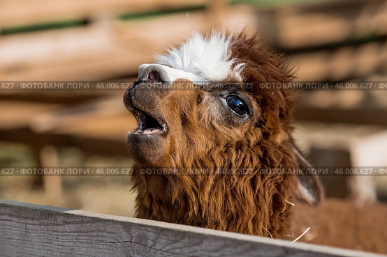 A picturesque scene, a brown llama in a pen. The concept of animal husbandry and rural life. Portrait of a smiling lama in the fresh air. Close-up. A pet on a private eco-farm. Agricultural industry. Стоковое фото, фотограф Photojuli / Фотобанк Лори