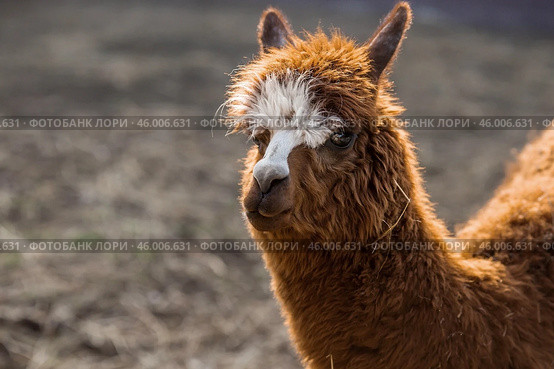 A picturesque scene, a brown llama in a pen. The concept of animal husbandry and rural life. Portrait of a smiling lama in the fresh air. Close-up. A pet on a private eco-farm. Agricultural industry. Стоковое фото, фотограф Photojuli / Фотобанк Лори