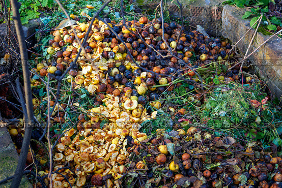 A pile of rotten apples in the garden with plants and branches. Compost pit in the Garden. Стоковое фото, фотограф Зарифа Арсланова / Фотобанк Лори