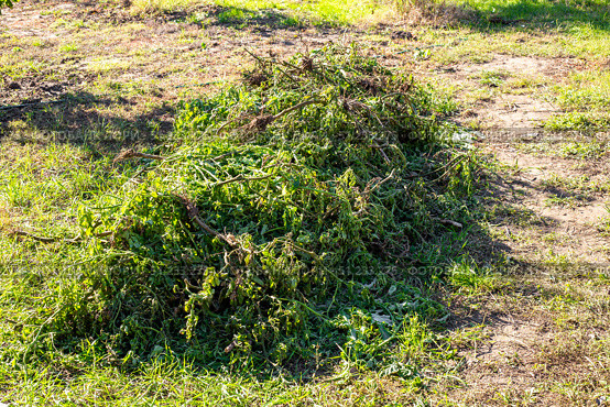 A pile of wilted tomatoes and weeds lies on dry grass after being pulled out of the garden. Garden cleanup. Стоковое фото, фотограф Коханова Наталья / Фотобанк Лори