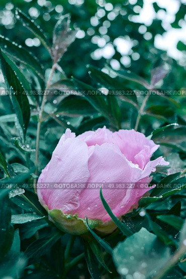 A pink flower peony on a flowering bush with dew drops, shot close-up with soft focus, at dawn in the summer, spring at botanical garden.. A drop of dew on a pink peony flower blooming on a bush, shot close-up on background of green foliage. Стоковое фото, агентство Ingram Publishing / Фотобанк Лори