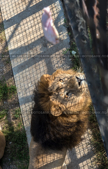 A powerful lion with a thick dark mane, located in the enclosure of the Taigan Safari Park. The photo is taken from above, which allows you to see his gaze directed at a piece of meat falling down. The lion looks focused and ready to catch the prey.The shadow from the bars creates a geometric pattern on the ground, adding dynamism to the scene. Grass and concrete are visible around, which is typical for the territories of predator enclosures. This is probably the moment of feeding, which is one of the popular attractions in the park. Стоковое фото, фотограф Анна Кривицкая / Фотобанк Лори