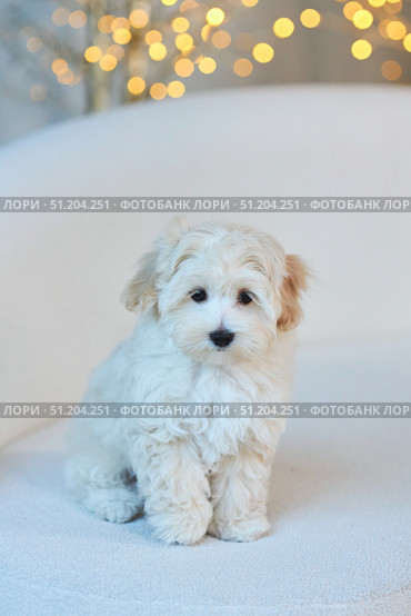 A puppy of a Maltipu breed dog. A hybrid of a poodle and a Maltese lapdog. Стоковое фото, фотограф Наталия Кирсанова / Фотобанк Лори