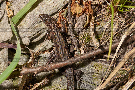 A quick or ordinary lizard basks in the garden under the rays of the spring sun. Quick lizard, or an ordinary lizard (lat. Lacerta agilis) is a species of lizard from the family of true lizards. Стоковое фото, фотограф Андрей Жигальцов / Фотобанк Лори