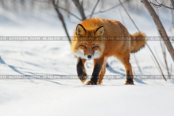 A red fox steals cautiously through the snow. Wild fox (Vulpes vulpes) in its natural habitat in the tundra in the Arctic. A predatory animal. Wildlife of Chukotka and Siberia. The Far North of Russia. Стоковое фото, фотограф Андрей Степанов / Фотобанк Лори
