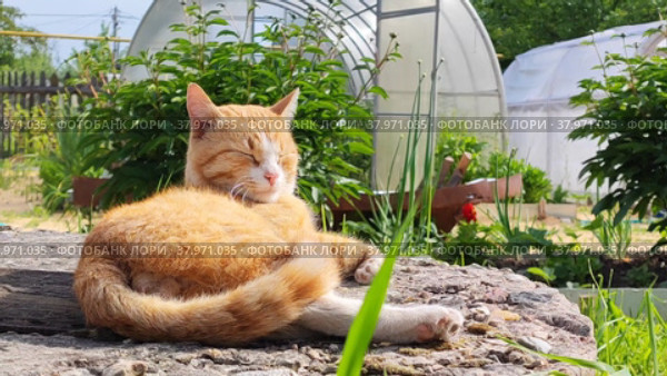 A red-haired cat on a sunny day against the background of a greenhouse. Стоковое видео, видеограф Лилия Фролова / Фотобанк Лори