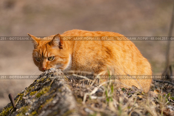 A red-haired cat on a walk on a sunny spring day. Стоковое фото, фотограф ~✿Eлена Челышева(Кочина)✿~ / Фотобанк Лори