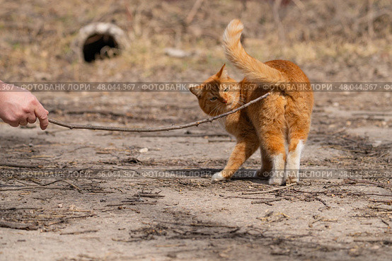 A red-haired cat on a walk on a sunny spring day. Стоковое фото, фотограф ~✿Eлена Челышева(Кочина)✿~ / Фотобанк Лори