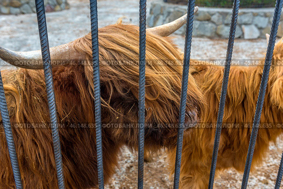 A Scottish Highland bull at Taigan Safari Park. This is a large animal with thick, long red hair that protects it from the cold. The bull is behind metal bars, indicating that it is kept in an enclosure. The horns are massive and curved, typical of this breed.The background includes gravel ground, which is typical for enclosures that provide easy care for the animals.Taigan Safari Park is the largest lion park in Europe, but in addition to the predators, you can also meet other animals here, including rare breeds of livestock, such as Scottish Highlands. Стоковое фото, фотограф Анна Кривицкая / Фотобанк Лори