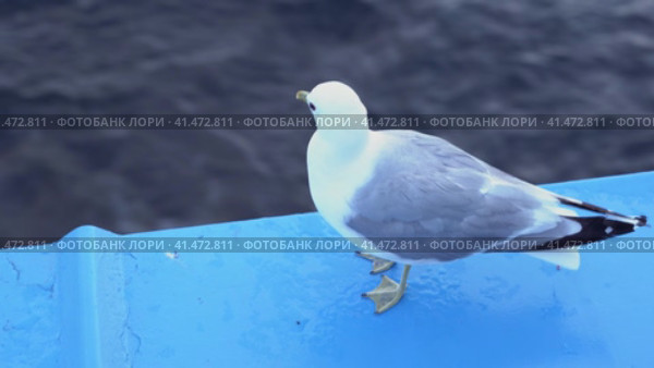 a sea gull sits on the railing of the ship during the voyage. Стоковое видео, видеограф Андрей Знаменский / Фотобанк Лори