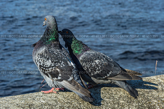 A series of images. Two blue pigeons are sitting on a stone surface. Birds are engaged in a love game. They kiss and copulate. There is a water space in the background. Стоковое фото, фотограф Владимир Ендовицкий / Фотобанк Лори